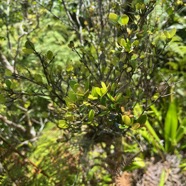 11. ??? Eugenia buxifolia - Bois de nèfles à petites feuilles - Myrtacée IMG_9471.JPG.jpeg